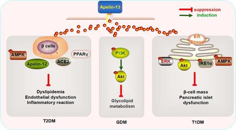 This pathophysiology diagram illustrates the regulatory mechanisms of Apelin-13 across three types of Diabetes Mellitus: Type 2 (T2DM), Gestational (GDM), and Type 1 (T1DM). At the top, Apelin-13 interacts with a cell membrane receptor, triggering signaling cascades represented in three distinct panels. The legend indicates that green arrows signify induction and red flat-headed arrows signify suppression. In T2DM, Apelin-13 influences beta-cell function and pathways involving AMPK, Apelin-12, ACE2, and PPAR̳ to suppress dyslipidemia, endothelial dysfunction, and inflammatory reactions. In the GDM panel, Apelin-13 induces a PI3K/Akt signaling pathway (indicated by phosphorylation symbols 'P') to modulate glycolipid metabolism. In T1DM, the diagram shows the suppression of ER stress and molecules like ERK, Akt, IRE1̑, and AMPK, ultimately counteracting the loss of beta-cell mass and pancreatic islet dysfunction. This visual summarizes the therapeutic potential of the apelin signaling system in metabolic homeostasis and diabetic complications.