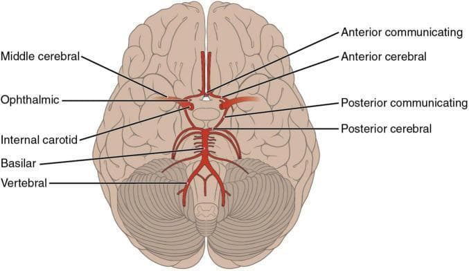 An anatomical diagram illustrating the arterial supply of the brain from an inferior (basal) perspective, specifically highlighting the Circle of Willis and its contributing vessels. The diagram shows the bilateral internal carotid arteries branching into the middle cerebral (MCA) and ophthalmic arteries. Centrally, the anterior cerebral arteries (ACA) are seen originating and coursing medially into the longitudinal fissure, connected by the anterior communicating artery (ACoA). The posterior circulation is depicted with the vertebral arteries merging into the basilar artery, which subsequently divides into the posterior cerebral arteries (PCA). Posterior communicating arteries (PCoA) are shown forming the critical anastomotic link between the internal carotid and posterior cerebral systems. The diagram is superimposed on the ventral surface of the brain, demonstrating the spatial relationship of these vessels to the frontal, temporal, and occipital lobes, as well as the cerebellum and brainstem. This illustration is an educational resource for understanding neurovascular anatomy and the territories susceptible to ischemic stroke.