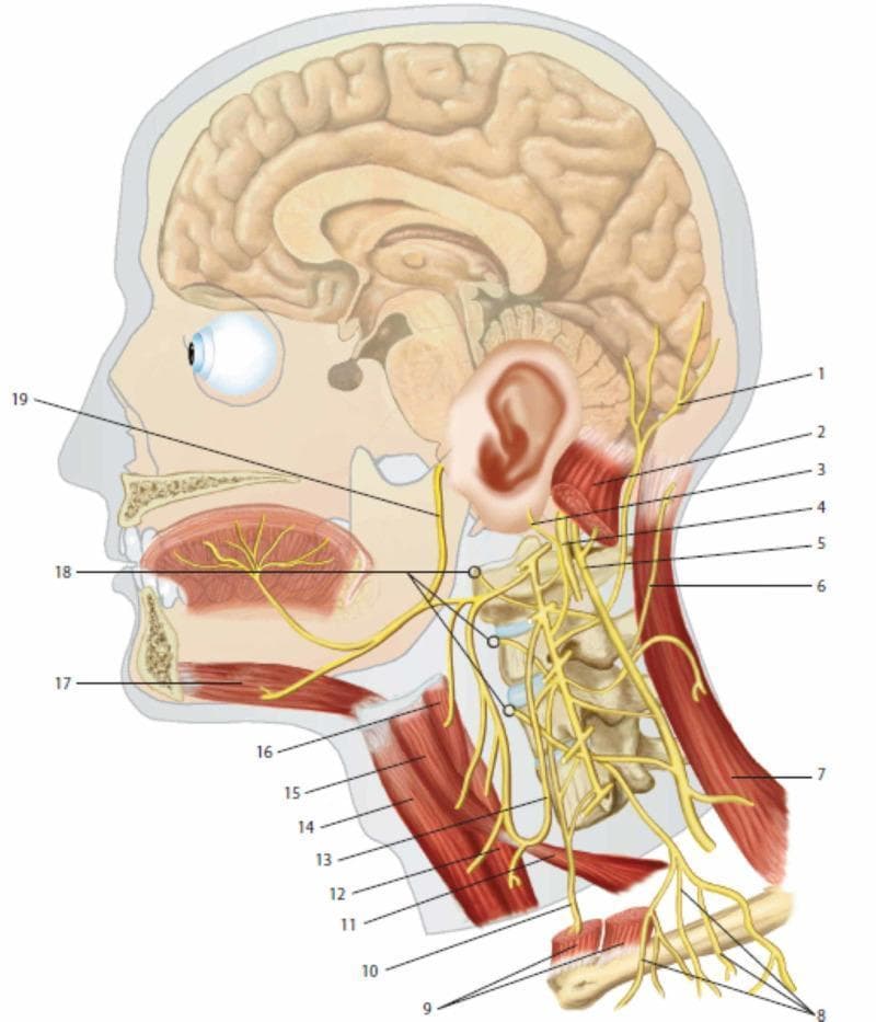 This medical anatomical diagram provides a lateral view of the human head and neck, focusing on the cervical plexus and its integration with cranial nerves. Key neural structures include the lesser occipital nerve (1), greater auricular nerve (3), and transverse cutaneous nerve of the neck (6), demonstrating the sensory distribution of the cervical plexus. The phrenic nerve (10) is shown descending inferiorly anterior to the prevertebral muscles (18). Cranial nerves X (vagus, 4), XI (accessory, 5), and XII (hypoglossal, 19) are illustrated to show their spatial relationships with cervical spinal branches. Muscular landmarks include the sternocleidomastoid (2, 9), trapezius (7), and infrahyoid muscles such as the omohyoid (11, 15) and thyrohyoid (16). The ansa cervicalis (13) is depicted innervating the sub-hyoid musculature. The diagram also illustrates the sagittal section of the brain and oral cavity, highlighting the innervation of the tongue and the relationship between the cervical spine vertebrae and emerging nerve roots. This resource is intended for medical education regarding the peripheral nervous system and regional anatomy of the neck.
