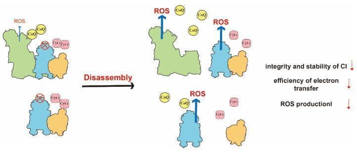 A pathophysiology diagram illustrating the mitochondrial respiratory chain dysfunction resulting from the disassembly of supercomplexes (SCs). The visual compares two states: an organized supercomplex and a disassembled state. On the left, Complex I (CI, green), Complex III (CIII, blue), and Complex IV (CIV, orange) are closely associated in a functional supercomplex, with Coenzyme Q (CoQ) and Cytochrome c (Cyt c) in close proximity to facilitate efficient electron transfer. A red 'X' on CIII signifies a defect. Following a 'Disassembly' arrow, the right side depicts the complexes separated. This structural breakdown leads to a longer diffusion distance for CoQ and Cyt c, represented by their wider dispersion. The educational focus is on the consequences of SC disassembly: increased production of Reactive Oxygen Species (ROS), indicated by larger blue arrows; decreased efficiency of electron transfer; and reduced integrity and stability of Complex I. Text annotations explicitly list these three deleterious physiological effects, emphasizing the role of SCs in maintaining efficient oxidative phosphorylation and cellular energy metabolism.