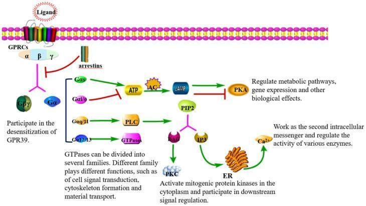 This pathophysiology diagram illustrates G-protein-coupled receptor (GPCR) signal transduction pathways across a plasma membrane. The schematic details four primary Gα subunit cascades. The Gαs pathway activates adenylate cyclase (AC) to convert ATP into cAMP, which stimulates Protein Kinase A (PKA). Conversely, Gαi/o inhibits AC, reducing cAMP and inhibiting PKA activity. The Gαq/11 pathway activates Phospholipase C (PLC), which cleaves PIP2 into diacylglycerol (DAG) and inositol triphosphate (IP3). DAG subsequently activates Protein Kinase C (PKC), while IP3 triggers calcium (Ca2+) release from the endoplasmic reticulum (ER) to serve as a second messenger. The Gα12/13 pathway is shown activating GTPases, involved in cytoskeleton and signal regulation. Additionally, the diagram depicts GPCR desensitization through arrestins and the dissociation of the Gβγ complex. The visual highlights the molecular mechanisms by which extracellular ligands regulate metabolic pathways, gene expression, and enzyme activity in human cellular physiology.