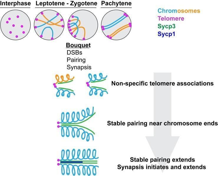 A pathophysiology diagram illustrating the progression of homologous chromosome pairing and synapsis during meiotic prophase I. The visual is divided into three primary stages: Interphase, Leptotene-Zygotene, and Pachytene. During Interphase, chromosomes are dispersed with randomly distributed telomeres (purple dots). The transition to Leptotene-Zygotene shows the formation of a 'bouquet' structure, where telomeres cluster at one side of the nuclear envelope. This stage highlights the initiation of double-strand breaks (DSBs) and pairing. A sequential flow demonstrates the molecular mechanism: 1) Non-specific telomere associations bringing chromosome ends together; 2) Recruitment of Sycp3 (green), a lateral element of the synaptonemal complex, facilitating stable pairing near chromosome ends; and 3) Recruitment of Sycp1 (blue), representing the central region, as synapsis initiates and extends along the chromosome length. By the Pachytene stage, chromosomes are fully aligned and synapsed in pairs. This diagram serves as an educational resource for cell biology and genetics, focusing on the structural dynamics of the synaptonemal complex and the role of telomeres in meiotic organization.
