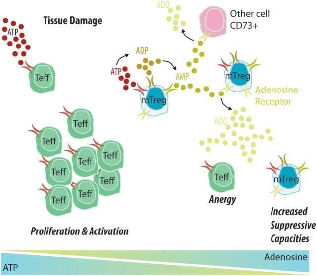 A pathophysiology diagram illustrating purinergic signaling in the context of tissue damage and allograft immunity. The visual depicts two competing pathways mediated by extracellular ATP and its metabolite, adenosine (ADO). In the pro-inflammatory pathway (left), tissue damage releases ATP (red spheres) which binds to Effector T cells (Teff), leading to their proliferation and activation. In the immunomodulatory pathway (center/right), Memory Regulatory T cells (mTreg) utilize CD39 and CD73 enzymes to catalyze the sequential degradation of ATP into ADP, AMP, and finally Adenosine (yellow spheres). The diagram shows ADO interacting with adenosine receptors on mTregs and other CD73+ cells. The outcome of this enzymatic conversion is a transition from an inflammatory environment to a tolerant one, characterized by Teff cell anergy and increased suppressive capacities of mTreg cells. A bottom gradient bar summarizes the shift from high ATP levels (associated with activation) to high Adenosine levels (associated with suppression and tolerance).