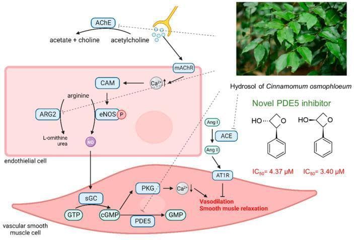 This pathophysiology diagram illustrates the biochemical mechanism by which Cinnamomum osmophloeum hydrosol influences erectile function through multi-pathway enzymatic inhibition within endothelial and vascular smooth muscle cells (VSMCs). The flowchart highlights four primary inhibitory targets: AChE (acetylcholinesterase), which breaks down acetylcholine into acetate and choline; ARG2 (arginase 2), which competes for arginine to produce L-ornithine and urea; ACE (angiotensin-converting enzyme), which converts Angiotensin I to the vasoconstrictor Angiotensin II; and PDE5 (phosphodiesterase type 5), which degrades cGMP. The diagram depicts the positive signaling cascade where acetylcholine activates muscarinic receptors (mAChR), increasing calcium and calmodulin (CAM) to activate phosphorylated eNOS (eNOS-P). This results in nitric oxide (NO) production, which diffuses to VSMCs to stimulate soluble guanylate cyclase (sGC). The sGC converts GTP to cGMP, activating protein kinase G (PKG) and leading to smooth muscle relaxation and vasodilation. Two novel PDE5 inhibitor isomers (trans- and cis-phenyloxetan-3-ol) are shown with their respective IC50 values (4.37 µM and 3.40 µM), demonstrating their structural role in maintaining cGMP levels to treat erectile dysfunction.