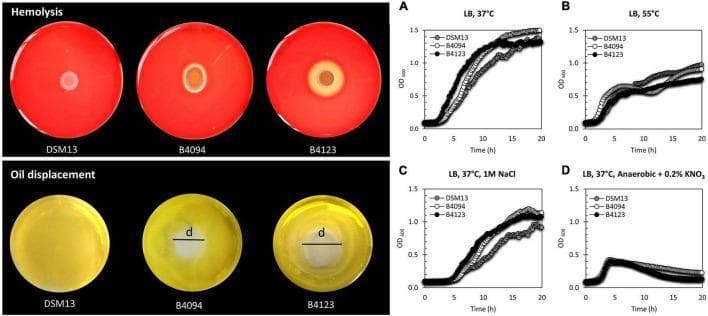 This composite educational graphic illustrates the phenotypic and growth characteristics of three bacterial strains (DSM13T, B4094, and B4123), focusing on biosurfactant production and clinical relevance.
Top Left (Hemolysis Assay): Three Columbia blood agar plates demonstrate varying hemolytic activity. DSM13T shows no clearing; B4094 shows a small clearing zone; B4123 displays a large, prominent zone of beta-hemolysis, indicating erythrocyte lysis by the biosurfactant lichenysin.
Bottom Left (Oil Displacement Assay): Visual evidence of surfactant activity. DSM13T shows no displacement, whereas B4094 and B4123 show clear displacement zones (labeled 'd'), reflecting their ability to repel oil from the water's surface.
Right (Growth Curves): Four line graphs (A-D) plot Optical Density (OD600) over 20 hours under different environmental stressors: (A) standard LB at 37°C, (B) high heat (55°C), (C) high salinity (1M NaCl), and (D) anaerobic conditions with nitrate. The data illustrates how these food isolates adapt to conditions relevant to human infection or food safety pathways.