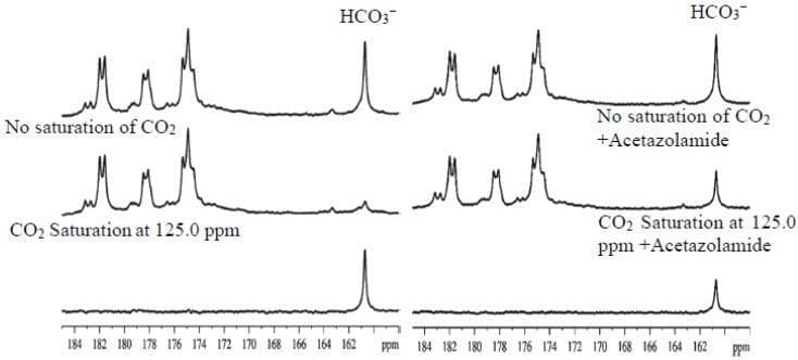 This diagnostic image displays in vivo 13C Magnetic Resonance Spectroscopy (MRS) spectra obtained from a rat brain model, illustrating the magnetization transfer effect between carbon dioxide (CO2) and bicarbonate (HCO3-). The figure is divided into two columns: the left side shows baseline conditions, and the right side shows results after the administration of Acetazolamide, a carbonic anhydrase inhibitor. In both columns, three traces are shown: a control 'No saturation' spectrum (top), a 'CO2 Saturation' spectrum at 125.0 ppm (middle), and a 'Difference' spectrum (bottom). In the baseline state, saturating the CO2 signal causes a significant reduction in the bicarbonate peak at ~161 ppm, indicating rapid enzymatic interconversion. Conversely, the right column demonstrates that Acetazolamide markedly reduces this saturation transfer effect, visible as a much smaller difference peak. This comparison highlights the role of carbonic anhydrase in facilitating CO2-bicarbonate exchange and demonstrates how MRS can quantify enzymatic activity and pharmacological inhibition in vivo.