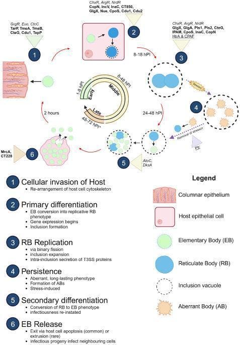 A pathophysiology diagram illustrating the biphasic developmental cycle of Chlamydia trachomatis within a columnar epithelial host cell. The process is mapped across six key stages: (1) Cellular invasion, where infectious green Elementary Bodies (EBs) adhere and enter via cytoskeletal rearrangement; (2) Primary differentiation of EBs into larger blue replicative Reticulate Bodies (RBs) within an initial inclusion; (3) RB replication via binary fission and inclusion expansion (8-48 hours post-infection); (4) A persistence pathway where stressors induce the formation of orange Aberrant Bodies (ABs); (5) Secondary differentiation as RBs convert back into EBs (24-72 hours); and (6) EB release through host cell lysis or extrusion. The diagram highlights molecular mediators, including Type III Secretion System (T3SS) effectors (e.g., TarP, TmeA), transcription factors (e.g., ChxR, ArgR), and proteases (e.g., CPAF). A central temporal dial correlates these morphological changes with hours post-infection (hPI). This educational resource characterizes the intracellular pathogenesis of Chlamydia, detailing the transition between infectious and replicative forms.