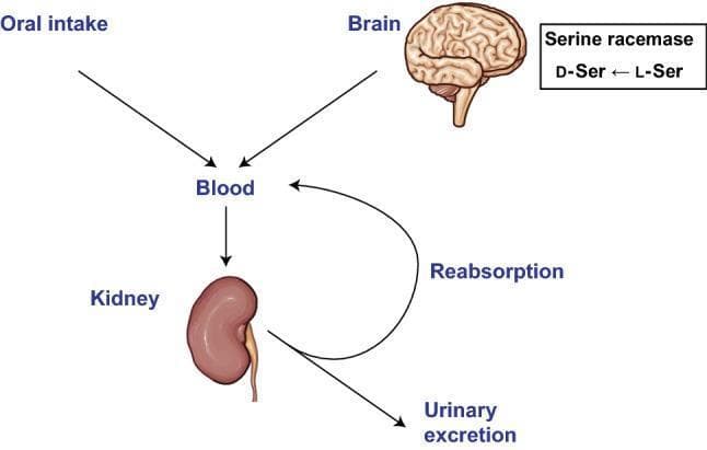 This pathophysiology diagram illustrates the intra-body dynamics and renal regulation of D-amino acids (specifically D-serine). The flowchart identifies two primary entry points into the systemic circulation: oral intake and endogenous production in the brain. In the brain, the enzyme serine racemase is depicted converting L-serine (L-Ser) to D-serine (D-Ser). Arrows show the transport of these D-amino acids via the blood to the kidney. The renal processing involves two outcomes following glomerular filtration: urinary excretion and reabsorption back into the bloodstream. The diagram serves as an educational summary of how D-amino acid levels are maintained through a balance of dietary intake, neural synthesis, and renal clearance. It highlights the kidney's critical role in systemic homeostasis, which is clinically relevant for utilizing D-amino acids as biomarkers for kidney disease and monitoring glomerular filtration rates (GFR).