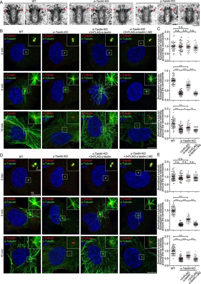 This composite educational image illustrates the role of ̑-taxilin and ̳-taxilin in centrosome structure and microtubule organization in RPE-1 cells. Section A displays high-magnification Transmission Electron Microscope (TEM) images of the mother centriole. Wild-type (WT) cells show prominent subdistal appendages (SDAs, marked with red stars), which appear significantly reduced in size and complexity in ̑-taxilin and ̳-taxilin knockout (KO) models. Sections B and D present time-course confocal microscopy (0, 5, and 10 minutes) of microtubule reformation post-cold depolymerization. Immunostaining identifies ̑-tubulin (green), ̳-tubulin (red), and DNA (blue). The images demonstrate that both KO phenotypes significantly impair microtubule aster formation compared to WT. Rescue experiments show that full-length taxilin proteins restore microtubule nucleation, while M2 deletion mutants fail to do so. Accompanying dot plots (C and E) provide quantitative statistical analysis of ̑-tubulin fluorescence intensity, confirming that taxilin depletion compromises the microtubule-organizing center (MTOC) function at the centrosome.