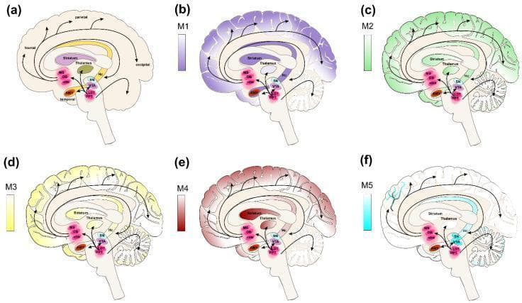 This medical illustration comprises six sagittal-view diagrams of the human brain (a–f) detailing cholinergic pathways and the distribution of muscarinic receptor subtypes (M1–M5). Diagram (a) maps primary cholinergic inputs, illustrating projections from basal forebrain nuclei, including the medial septum (MS), diagonal band of Broca (DB), and nucleus basalis magnocellularis (nBM), toward the neocortex (frontal, parietal, occipital), amygdala (AMY), and hippocampus (Hc). Brainstem cholinergic projections from the pedunculopontine nucleus (PPN) and laterodorsal tegmentum (LDT) are shown targeting the thalamus and basal forebrain. Panels (b) through (f) utilize color-coded heatmaps to indicate the expression density of muscarinic receptor subtypes: M1 (purple) and M2 (green) show high cortical and hippocampal density; M3 (yellow) is localized primarily in the cortex and basal ganglia; M4 (red) exhibits strong expression in the striatum and neocortex; and M5 (cyan) displays more localized expression in the ventral tegmental area and substantia nigra. These diagrams facilitate understanding of cholinergic neurotransmission relevant to neurodegenerative diseases, epilepsy, and schizophrenia.
