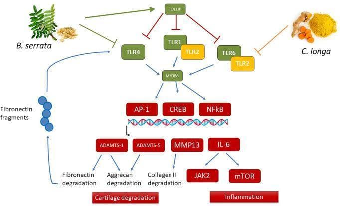 This pathophysiology diagram illustrates the anti-inflammatory and anti-catabolic signaling pathways of Boswellia serrata and Curcuma longa in the context of osteoarthritis and cartilage degradation. The flowchart depicts B. serrata inhibiting TLR4 and upregulating TOLLIP (Toll-interacting protein), which further inhibits TLR1, TLR4, and TLR6. C. longa is shown specifically inhibiting TLR2. These Toll-like receptors converge on the adaptor protein MYD88, which activates downstream transcription factors AP-1, CREB, and NFkB. This activation triggers the expression of catabolic enzymes and pro-inflammatory mediators, including ADAMTS-1, ADAMTS-5, MMP13, and IL-6. The diagram identifies the resulting outcomes: ADAMTS-1 and -5 lead to fibronectin and aggrecan degradation; MMP13 causes Collagen II degradation; and IL-6 activates JAK2 and mTOR signaling. A positive feedback loop is shown where fibronectin fragments further activate TLR4. The visual organizes these final effects into two primary clinical categories: Cartilage degradation and Inflammation.