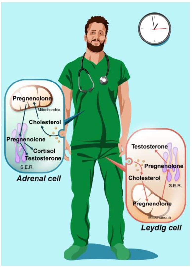 A medical infographic illustrating steroid hormone synthesis in human males, featuring a healthcare worker in green scrubs with call-outs to specific cellular sites. The diagram focuses on two primary cell types: Adrenal cells (top-left) and Leydig cells (bottom-right). Both diagrams show the uptake of cholesterol from the bloodstream into the mitochondria, where it is converted to pregnenolone. In the Adrenal cell, pregnenolone is shown moving to the Smooth Endoplasmic Reticulum (S.E.R.) to be synthesized into cortisol and testosterone. In the Leydig cell, the pathway shows pregnenolone entering the S.E.R. specifically for testosterone production. A clock in the upper right corner suggests a circadian or temporal component to these endocrine processes. This illustration serves as an educational tool for understanding the pathophysiology and biochemical pathways of male steroidogenesis, highlighting the roles of mitochondrial and cytoplasmic organelles in hormone metabolism.