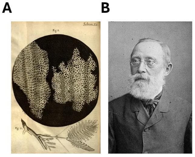 Educational visual illustrating foundational milestones in the cellular theory and pathology. Panel A displays historical scientific illustrations from Robert Hooke's 1665 treatise 'Micrographia'. It features a circular microscopic view of cork, revealing the hallmark ordered, grid-like 'cells' or compartments that represent the first description of plant cellular structure. Adjacent to the microscopic view is a macroscopic drawing of a plant sprig with feathery leaves, providing botanical context. Panel B is a 19th-century portrait of Rudolf Ludwig Karl Virchow, the pioneering German physician often called the 'father of modern pathology'. He is shown as an elderly man with glasses and a full white beard, wearing formal period attire. These images together symbolize the evolution from the discovery of the cell as a structural unit (Hooke) to the establishment of cellular pathology (Virchow), emphasizing the dictum 'omnis cellula e cellula' (all cells come from cells), which is critical for understanding medical concepts of tissue growth and carcinogenesis.
