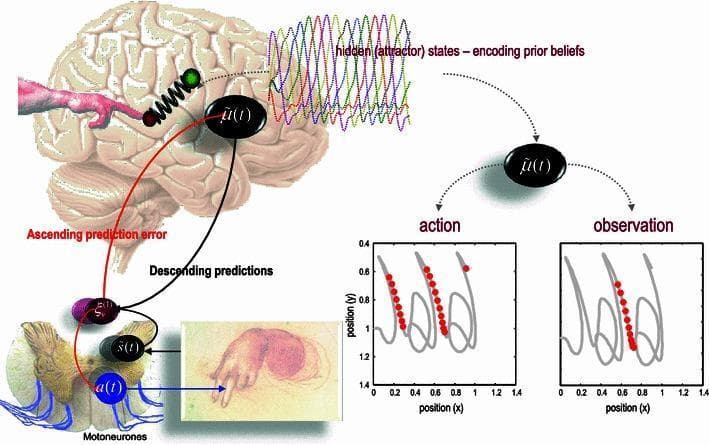 This medical schematic illustrates a neurobiological generative model for active inference, specifically focusing on action execution and observation. The top-left features a human brain overlay with a Lotka-Volterra attractor model, representing 'hidden states' or prior beliefs about movement trajectories. A spring-mass mechanism signifies the mapping of these dynamics to an extrinsic frame of reference. The model depicts a closed-loop system where 'Descending predictions' (black arrows) move from the cortical level to the spinal cord, and 'Ascending prediction errors' (red arrows) return to the brain. A cross-section of the spinal cord illustrates motoneurons and reflex arcs that execute movement. On the right, two plots compare 'action' and 'observation.' Both graphs map movement trajectories in a 2D space (position y vs. position x). Red dots superimposed on the gray trajectory lines indicate neuronal population firing (mirror neuron-like activity) when the agent performs the action and when observing the same action without proprioceptive input. This diagram is utilized in neuroscientific education to explain predictive coding, mirror neuron systems, and motor control theories.