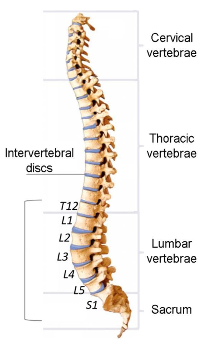 An anatomical diagram of the human spinal column shown in a lateral (sagittal) view, highlighting the primary vertebral regions and intervertebral components. The column illustrates natural physiological curvatures, including cervical lordosis, thoracic kyphosis, and lumbar lordosis. The vertebrae are categorized into four distinct sections: Cervical vertebrae (superior), Thoracic vertebrae, Lumbar vertebrae, and the Sacrum (inferior). Blue-tinted bands represent the intervertebral discs situated between adjacent vertebral bodies, acting as fibrocartilaginous shock absorbers. Specific focus is directed toward the lower spine, with labels identifying the disc levels from T12 (twelfth thoracic vertebra) through the five lumbar vertebrae (L1-L5) to S1 (first sacral segment). This illustration is designed for educational use in understanding spinal anatomy, biomechanics, and clinical localization of disc levels for diagnostic or therapeutic assessments.