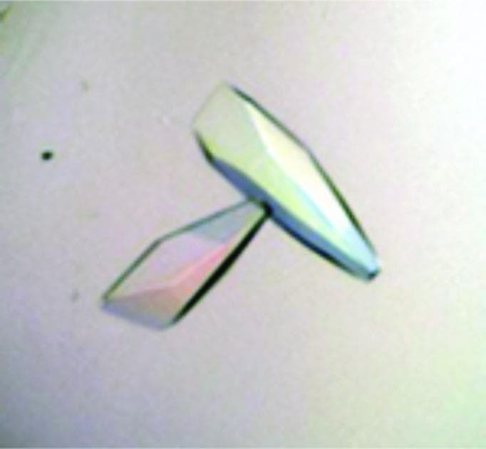 Micrograph showing protein crystals of a truncated N-terminal cytoplasmic domain of the human Electrogenic Sodium Bicarbonate Cotransporter 1 (NtNBCe1-A). The image illustrates two wedge-shaped or truncated crystals formed through hanging-drop vapor diffusion for X-ray crystallography studies. The crystals exhibit a variety of sizes, with approximate dimensions of 0.01 x 0.01 x 0.03 mm. Under a polarization filter, the crystals display characteristic birefringence, appearing translucent with iridescent color gradients including shades of pink, green, and blue. One crystal is elongated and tapers to a point, while the second is shorter with a wider, diamond-like base. The smooth, well-defined facets and high clarity are indicative of the crystalline quality required for high-resolution structural biology and physiological research into bicarbonate transport mechanisms.