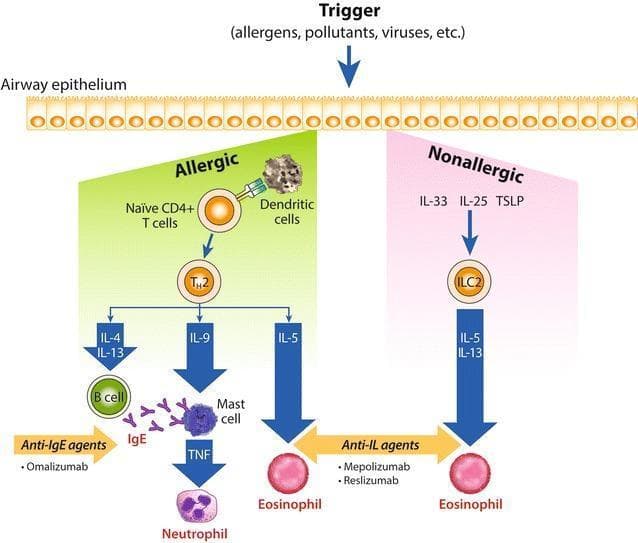 This pathophysiology diagram illustrates the inflammatory cascades of allergic and non-allergic asthma. The process is divided into two primary pathways stemming from the airway epithelium. The Allergic pathway (left, green) shows a Type 2 helper T cell (Th2) mediated response. Naive CD4+ T cells interact with dendritic cells to become Th2 cells, which release cytokines IL-4, IL-13 (activating B cells to produce IgE), IL-9 (stimulating mast cells to release TNF, leading to neutrophil recruitment), and IL-5 (promoting eosinophil activation). The Non-allergic pathway (right, pink) is triggered by epithelial-derived cytokines IL-33, IL-25, and TSLP, which activate Type 2 innate lymphoid cells (ILC2). These cells release IL-5 and IL-13, leading to eosinophilia. The diagram also highlights therapeutic targets, specifically anti-IgE agents like omalizumab and anti-IL agents such as mepolizumab and reslizumab, which inhibit the downstream recruitment of inflammatory cells like eosinophils and neutrophils.