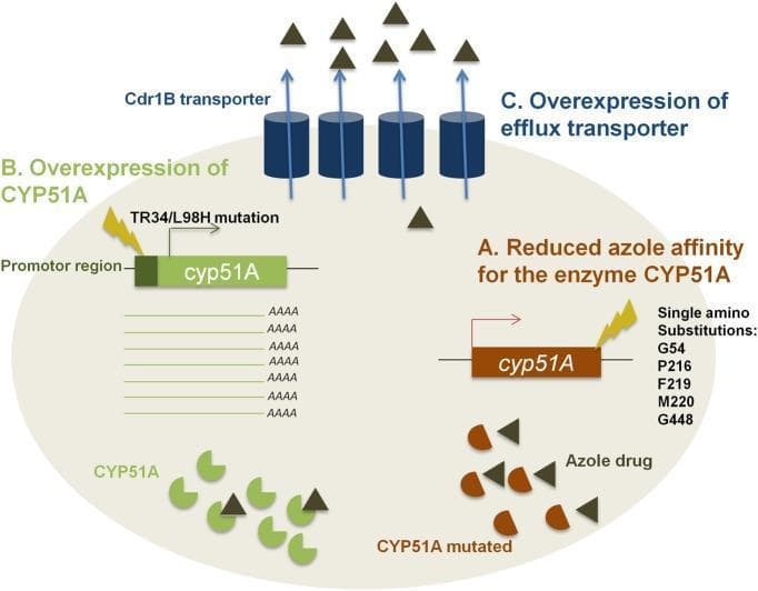 A pathophysiology diagram illustrating three primary mechanisms of azole drug resistance in Aspergillus fumigatus. Mechanism A (Reduced azole affinity) shows a brown cyp51A gene with lightning bolt symbols representing single amino acid substitutions (G54, P216, F219, M220, G448), resulting in mutated CYP51A enzymes that cannot bind azole drugs. Mechanism B (Overexpression of CYP51A) depicts a green cyp51A gene with a TR34/L98H mutation in the promoter region, leading to increased mRNA transcription and a high concentration of target enzymes. Mechanism C (Overexpression of efflux transporter) illustrates multiple blue cylindrical Cdr1B transporters embedded in the cell membrane, using blue arrows to show the active expulsion of azole drugs (represented by brown triangles) from the intracellular space. This medical illustration provides a clear visual summary of genetic mutations and protein overexpression strategies used by fungal pathogens to evade antifungal treatments targeting the ergosterol synthesis pathway.