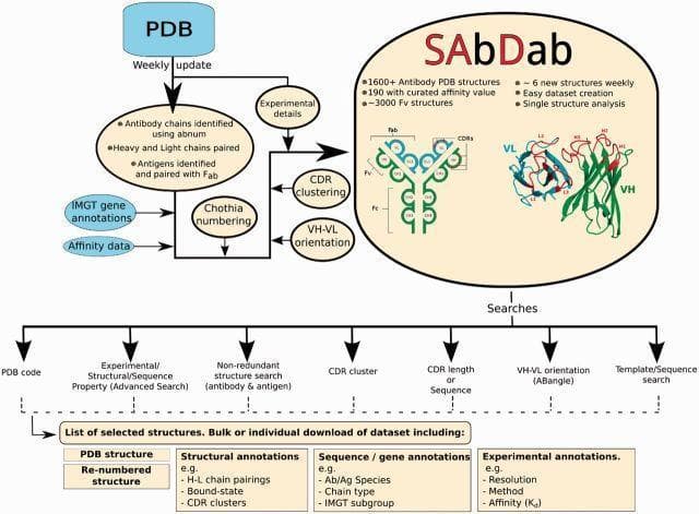 Educational infographic illustrating the workflow of the Structural Antibody Database (SAbDab). The diagram details the bioinformatics pipeline from the Protein Data Bank (PDB) through identification of antibody chains, antigen pairing, and Chothia numbering. A prominent inset features a schematic representation of an IgG antibody, highlighting its Y-shaped quaternary structure composed of two heavy and two light chains. The antibody is divided into the Fab (antigen-binding fragment) and Fc (crystallizable fragment) regions. The Fab region is further broken down into the variable domains (VH and VL), which form the Fv fragment. A detailed molecular rendering on the right demonstrates the VH (green) and VL (blue) domains, specifically annotating the Complementarity Determining Regions (CDRs) L1, L2, L3 and H1, H2, H3. The flowchart concludes by listing search parameters such as CDR clustering, VH-VL orientation (ABangle), and experimental affinity (Kd), ultimately resulting in structural and sequence annotations for medical immunology research.