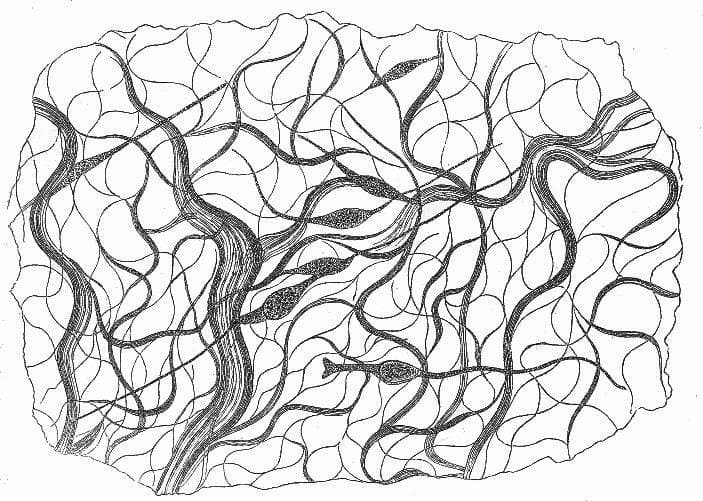 This historical anatomical diagram is a schematic illustration of embryonic connective tissue from a five-month-old human embryo's serous membrane. The illustration depicts the nucleated, spindle-shaped connective tissue corpuscles (Bindegewebskörperchen) as they develop into fibrous connective tissue. The visual content features a complex, branching network of elongated elements distributed throughout the field. Thinner, thread-like lines form a mesh-like pattern or lacunae, while thicker, cord-like structures show a striated or bundled texture, suggesting the formation of parallel fiber strands. Several darker, oval-shaped cellular bodies with visible internal texture (nuclei) are interconnected within this network, with some fiber cords directly emerging from or terminating at these cellular structures. This diagram serves as a pathophysiology and anatomical reference for the histological development of the extracellular matrix and collagenous metamorphosis from mesenchymal precursors in human embryology.