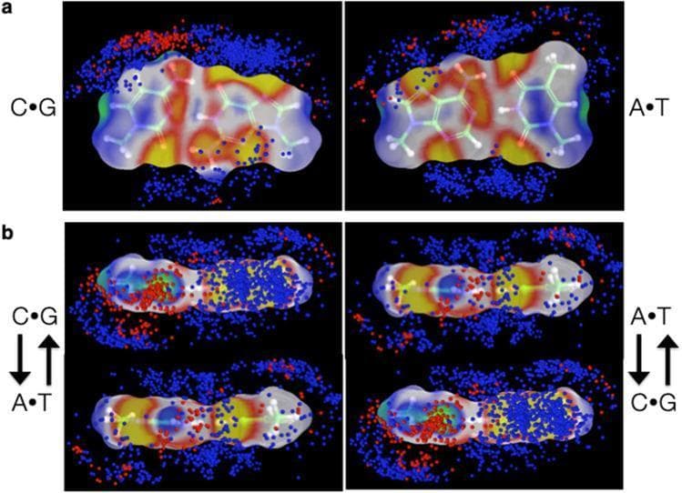 Molecular visualization of the local ionic environment and electrostatic potential surfaces of DNA base pairs in high-resolution protein-DNA complexes. Panel (a) illustrates top-down views of C·G (left) and A·T (right) base pairs, showing cationic protein atoms (blue) and anionic atoms (red) within 4 Å of the DNA. The surfaces are color-coded by electrostatic potential: yellow indicates high negative potential, green indicates high positive potential, and white/blue/red represent intermediate ranges. Cationic atoms cluster primarily near negative (yellow) potential regions, particularly along the major-groove edges of the C·G pair. Panel (b) provides side-profile (major-groove) views of successive base-pair steps: CA·TG (left) and AC·GT (right). Arrows indicate the 5′-to-3′ sugar-phosphate linkages. The visualization highlights the sequence-dependent 'intercalation' of charged amino acid atoms between base-pair planes. In CA·TG steps, cationic atoms fill the central space between base pairs, whereas in AC·GT steps, they are distributed more toward the exterior edges. This molecular modeling demonstrates how sequence-specific electrostatic signatures guide protein-DNA recognition and binding interactions at the atomic level.
