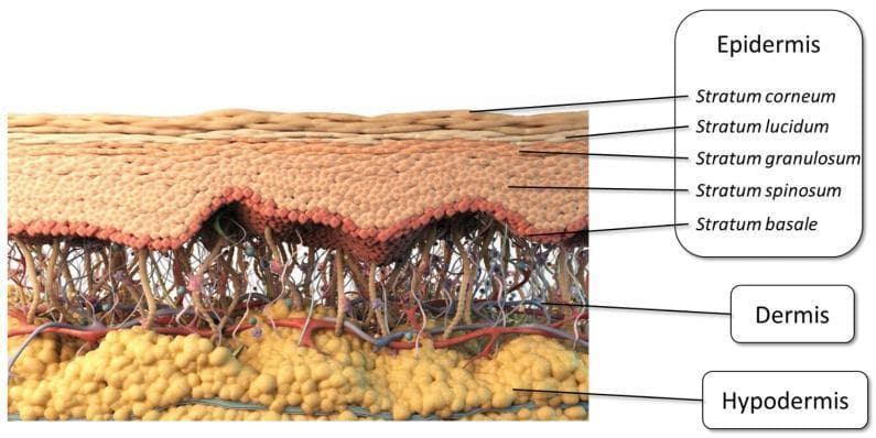 Anatomical diagram providing a detailed cross-sectional schematic of human skin layers, categorized into three primary regions: epidermis, dermis, and hypodermis. The epidermis is further subdivided into its five constituent layers, labeled from superficial to deep: stratum corneum (outermost barrier), stratum lucidum, stratum granulosum, stratum spinosum, and stratum basale (innermost germinative layer). The dermis is depicted with a complex network of connective tissue fibers, blood vessels (arterioles and venules), and neural elements. The hypodermis (subcutaneous layer) is shown at the base, characterized by yellow globular clusters representing adipose tissue. This illustration serves as an educational resource for understanding skin histology and is relevant to dermatology, pharmaceutics (specifically transdermal drug delivery), and clinical anatomy. The visual highlights the structural complexity of the skin barrier, particularly the dense stratum corneum which serves as the primary rate-limiting step for topical absorption.