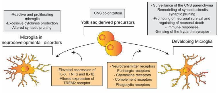 This pathophysiology diagram illustrates the development and functional divergence of microglia in healthy versus neurodevelopmental disorder states. At the center, the 'Yolk sac derived precursors' represent the embryonic origin of these cells during central nervous system (CNS) colonization. Two developmental pathways are depicted. On the right, 'Developing Microglia' represent the healthy state, characterized by ramified morphology with long, thin processes. Their associated functions include CNS surveillance, synaptic pruning, neuronal survival regulation, and sensing of the tripartite synapse. On the left, 'Microglia in neurodevelopmental disorders' are shown with a more reactive morphology, featuring shorter, thicker, and more branched processes. This pathological state is associated with microglial proliferation, excessive cytokine production (IL-6, TNFα, IL-1β), altered TREM2 receptor expression, and dysfunctional synaptic pruning. Centrally listed receptors—including neurotransmitter, purinergic, chemokine, complement, and phagocytic receptors—underlie the sensory capabilities of both states. The diagram serves as an educational summary of how microglial dysfunction contributes to pathologies like Autism Spectrum Disorder (ASD) and Schizophrenia (SZ).