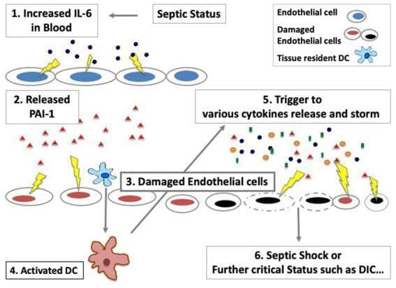 This pathophysiology diagram illustrates the sequential progression of endothelial cell damage and immune activation during sepsis. The process begins with 'Septic Status' leading to (1) increased IL-6 in the blood (blue dots). This triggers (2) the release of PAI-1 (red triangles), affecting the endothelium. (3) Endothelial cell damage is represented by a color transition from healthy blue-outlined cells to red-outlined (intermediate damage) and finally black-outlined/solid black cells (severe damage). This cellular injury leads to (4) the activation of tissue-resident dendritic cells (DC) and (5) a trigger for a massive cytokine storm, visualized as a dense cluster of multi-colored symbols. The cumulative effect of the endothelial dysfunction and cytokine release culminates in (6) septic shock or further critical status such as Disseminated Intravascular Coagulation (DIC). The diagram emphasizes the maintenance role of endothelial cells in cytokine signaling pathways and the development of coagulation system disorders.