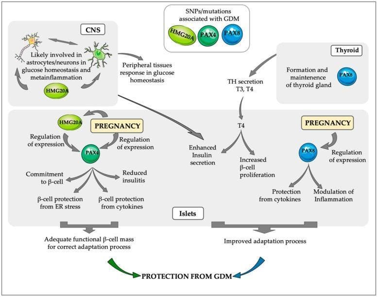 This pathophysiology diagram illustrates the systemic and molecular pathways involving PAX4, HMG20A, and PAX8 in maintaining glucose homeostasis during pregnancy and providing protection against gestational diabetes mellitus (GDM). The diagram is divided into anatomical compartments: Central Nervous System (CNS), Thyroid, and Pancreatic Islets. In the CNS, HMG20A is depicted modulating astrocytes and neurons to regulate metainflammation and peripheral glucose responses. In the Thyroid, PAX8 is essential for gland maintenance and secretion of thyroid hormones (T3, T4), which enhance insulin secretion and beta-cell proliferation. Within the Islets during pregnancy, a complex regulatory network is shown: HMG20A and PAX4 co-regulate expression, leading to beta-cell commitment, protection from endoplasmic reticulum (ER) stress/cytokines, and reduced insulitis. Simultaneously, PAX8 expression in islets modulates inflammation and offers cytokine protection. These pathways converge to ensure an adequate functional beta-cell mass and an improved adaptation process, ultimately conferring 'Protection from GDM'. The diagram also highlights that SNPs or mutations in HMG20A, PAX4, and PAX8 are clinically associated with GDM development.
