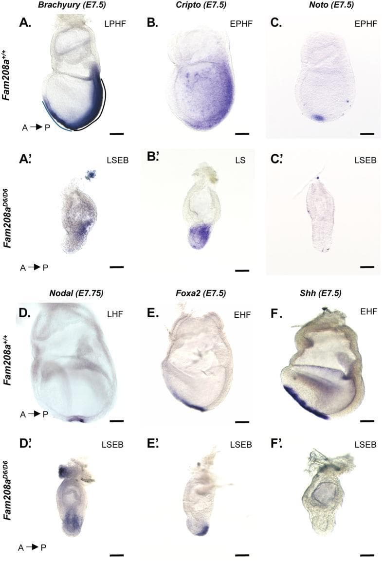This composite panel presents whole-mount in situ hybridization (WISH) images of mouse embryos at embryonic days E7.5–E7.75, comparing wild-type (Fam208a+/+) and Fam208aD6/D6 mutant phenotypes during gastrulation. The series evaluates several key developmental markers: Brachyury (A-A'), Cripto (B-B'), Noto (C-C'), Nodal (D-D'), Foxa2 (E-E'), and Shh (F-F'). Wild-type embryos demonstrate normal gastrulation progression, characterized by elongated primitive streaks (PS) and established nodes. In contrast, mutant embryos exhibit severe developmental arrest and gastrulation failure. Visual evidence shows a significantly shortened Brachyury-positive primitive streak and a delayed, truncated Cripto expression domain. Notably, markers of the organizer (node) and anterior mesendoderm—including Noto, Nodal, and Shh—are absent or severely reduced in the mutant distal epiblast. Foxa2 expression in mutants is restricted to the posterior region, failing to migrate anteriorly. These findings illustrate that loss of Fam208a leads to failed primitive streak elongation and defective specification of the anterior-posterior axis, with mutant embryos arrested at the Late Streak/Early Allantoic Bud (LSEB) stage while controls reach Late Head Fold (LHF) stages.