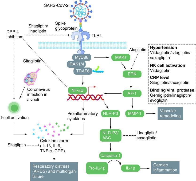 This pathophysiology diagram illustrates the inflammatory signaling pathways initiated by SARS-CoV-2 interaction with the Toll-like receptor 4 (TLR4) and the corresponding therapeutic targets for Dipeptidyl Peptidase-4 (DPP-4) inhibitors. The primary cascade involves the Spike glycoprotein binding to TLR4, activating the MyD88/IRAK1/4/TRAF6 signaling complex. This diverges into two major pathways: the NF-κB pathway, which drives the production of proinflammatory cytokines (IL-1β, IL-6, TNF-α, CRP) leading to a cytokine storm and respiratory distress (ARDS); and the MKKs/ERK/AP-1 pathway, which results in MMP-1 production and vascular remodeling. Additionally, proinflammatory cytokines activate the NLRP3/ASC inflammasome, leading to Caspase-1-mediated processing of Pro-IL-1β to IL-1β, which promotes cardiac inflammation. The diagram highlights specific pharmacological intervention points: Sitagliptin/Linagliptin inhibit TLR4 activation; Alogliptin inhibits ERK; Sitagliptin targets NF-κB and cytokine storm components; and Linagliptin/Saxagliptin inhibit the NLR-P3/ASC complex. A sidebar details associations between specific gliptins and clinical parameters like hypertension, NK cell activation, and viral protease binding.
