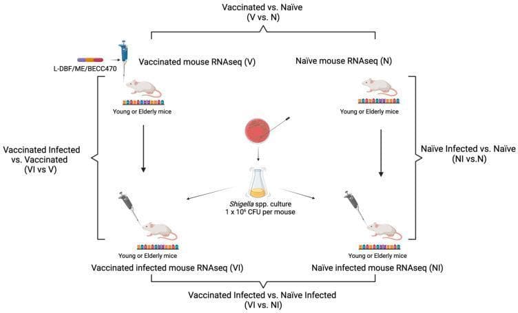 An experimental workflow diagram illustrating a murine study design for bulk RNA-seq analysis of vaccine efficacy against Shigella infection. The layout identifies four primary experimental groups involving young and elderly mice: Vaccinated (V), Naïve (N), Vaccinated Infected (VI), and Naïve Infected (NI). The immunization step involves the administration of a 'L-DBF/ME/BECC470' vaccine formulation via pipette. The infection challenge is represented by a 'Shigella spp. culture' at a concentration of 1 x 10⁶ CFU per mouse, administered to both the vaccinated and naïve cohorts. Brackets indicate four critical comparative analyses for transcriptomic profiling: (1) Vaccinated vs. Naïve (V vs. N) to assess the baseline vaccine response; (2) Naïve Infected vs. Naïve (NI vs. N) to define the host response to infection; (3) Vaccinated Infected vs. Vaccinated (VI vs. V) to identify infection-induced changes in vaccinated subjects; and (4) Vaccinated Infected vs. Naïve Infected (VI vs. NI) to determine the mechanism of vaccine-mediated protection. This diagram serves as a methodological framework for immunology and vaccine development research.