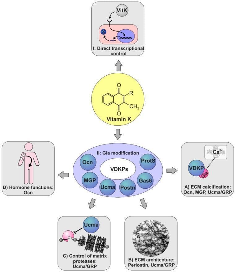 This medical illustration depicts the pathophysiology and signaling pathways of Vitamin K in human skeletal biology. The central element is the chemical structure of Vitamin K, branching into two primary mechanisms. Mechanism I shows 'Direct transcriptional control,' where Vitamin K enters a cell and nucleus to regulate gene expression, likely through receptors like the pregnane X receptor. Mechanism II illustrates 'Gla modification' of Vitamin K-dependent Proteins (VKDPs), including Osteocalcin (Ocn), Matrix Gla protein (MGP), Ucma, Periostin (Postn), Gas6, and Protein S (ProtS). The diagram further details four downstream clinical outcomes of Gla-modified proteins: (A) Extracellular matrix (ECM) calcification, where Gla-residues bind calcium ions (Ca2+); (B) ECM architecture maintenance, specifically involving Periostin and Ucma; (C) Control of matrix proteases, with Ucma/GRP inhibiting protease-mediated degradation of cartilage; and (D) Endocrine or hormone functions, specifically Ocn-mediated crosstalk between bone tissue and systemic glucose metabolism. This flowchart serves as an educational summary of how Vitamin K influences bone development, homeostasis, and pathological calcification.
