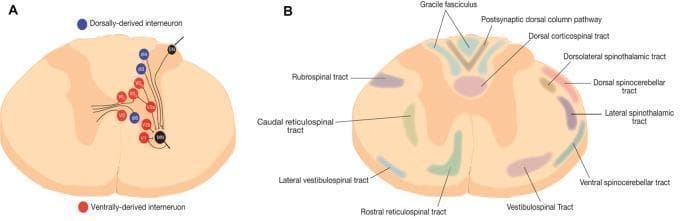 Educational neuroanatomical schematic of a rodent spinal cord cross-section, divided into two panels. Panel A illustrates the distribution and connectivity of spinal interneurons. Blue circles represent dorsally-derived interneurons (e.g., dI3, dI4) located in the dorsal horn, while red circles represent ventrally-derived interneurons (e.g., V0, V1, V2a, V3) in the ventral horn and intermediate zone. Black lines depict axonal projections from these interneuron populations synapsing onto motoneurons (MN). Panel B provides a detailed topographical map of white matter tracts. Ascending sensory pathways include the gracile fasciculus and postsynaptic dorsal column pathway medially, with the spinothalamic and spinocerebellar tracts located laterally. Descending motor pathways include the dorsal corticospinal tract, rubrospinal tract, and various reticulospinal and vestibulospinal tracts distributed throughout the ventral and lateral funiculi. This diagram serves as a foundational tool for understanding spinal circuit organization, sensorimotor integration, and neuroanatomical localization within the central nervous system.