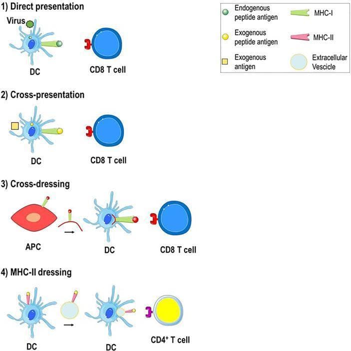 A medical immunology diagram illustrating four mechanisms of antigen presentation to T cells by Dendritic Cells (DCs). The diagram is divided into labeled sections: 1) Direct Presentation: Shows a virus-infected DC processing endogenous antigens to present via MHC Class I to a CD8+ T cell. 2) Cross-Presentation: Depicts a DC engulfing an exogenous antigen and presenting the derived peptide via MHC Class I to a CD8+ T cell. 3) Cross-Dressing: Illustrates the intercellular transfer of pre-formed peptide-MHC Class I complexes from an Antigen Presenting Cell (APC) to a DC (via trogocytosis or vesicles), which then interacts with a CD8+ T cell. 4) MHC-II Dressing: Shows the transfer of peptide-MHC Class II complexes from one DC to another DC for presentation to a CD4+ T cell. A legend identifies key components including endogenous and exogenous peptide antigens, MHC-I (green), MHC-II (pink), and extracellular vesicles. This visual aid clarifies the complex pathways involved in adaptive immune activation and potential autoimmune responses in clinical contexts like autoimmune hepatitis.