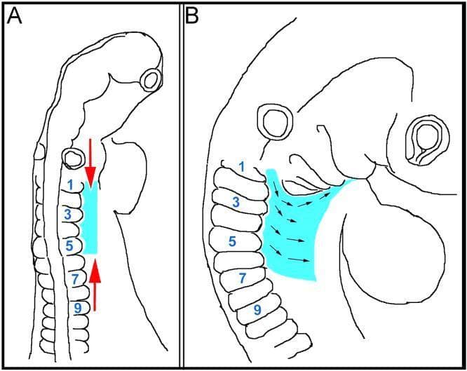 This medical illustration depicts an anatomical diagram of avian embryo development, specifically focused on the morphogenetic movements of the lateral mesoderm and ectoderm at the head-trunk interface. Panel A provides a dorsal view of the embryo, illustrating rostrocaudal compression of the lateral tissues (highlighted in cyan) indicated by opposing red arrows. Panel B provides a lateral view, showing mediolateral expansion of the same tissue layers. Somites are numbered 1 through 9 to serve as anatomical landmarks. Small black arrows in Panel B track the migration route of tissues originating from the level of rostral somites. These tissues move around the pharyngeal arches and extend along the floor of the pharynx toward the mandibular arch. This diagram serves to explain the 'conveyor belt' mechanism where the movement of lateral mesoderm and ectoderm aids in the assembly of the hypopharyngeal apparatus and facilitates the transport of non-migratory muscle precursors. Key structures shown include the neural tube, otic vesicle, somites, and pharyngeal arches within the context of vertebrate embryology and developmental anatomy.