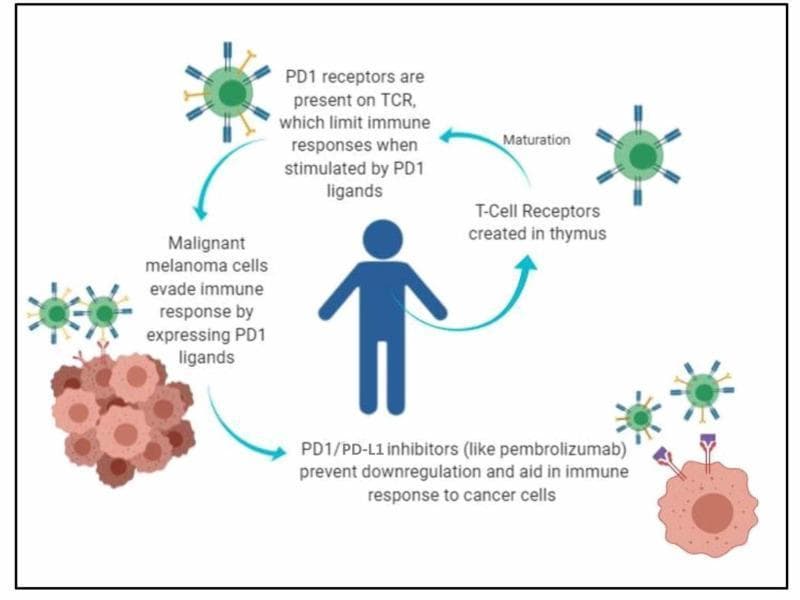 This pathophysiology diagram illustrates the mechanism of action of PD-1/PD-L1 inhibitors in the context of metastatic melanoma. The visual follows a circular educational flow starting with T-cell maturation, where T-cell receptors (TCRs) created in the thymus are shown progressing to a mature state expressing PD-1 receptors. The diagram depicts malignant melanoma cells as a cluster of pink/brown spherical cells that express PD-1 ligands (PD-L1) to evade immune detection by binding to the PD-1 receptors on T-cells, which normally limits the immune response. In the final stage of the diagram, the intervention of PD-1/PD-L1 inhibitors (such as pembrolizumab) is visualized as Y-shaped antibody structures blocking the interaction between the cancer cell's PD-L1 and the T-cell's PD-1 receptor. This blockade prevents immune downregulation and facilitates an active immune response against the tumor cells. The central human silhouette anchors the physiological processes within the systemic immune context.