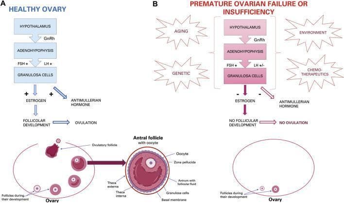 A medical pathophysiology diagram comparing a healthy ovary (Panel A) with premature ovarian failure/insufficiency (POI/POF) (Panel B). Panel A illustrates the normal hypothalamic-pituitary-ovarian axis: GnRH stimulates the adenohypophysis to release FSH and LH, promoting granulosa cell activity. This results in the secretion of estrogen and anti-Mullerian hormone (AMH), leading to sequential follicular development and ovulation. Below, an anatomical illustration shows an ovary with multiple follicles at various stages, including a detailed cross-section of an antral follicle highlighting the oocyte, zona pellucida, antrum, granulosa cells, basal membrane, and theca layers (interna and externa). Panel B depicts the impact of aging, genetics, environment, and chemotherapeutics on this axis. It shows disrupted signaling with negative regulation of estrogen and AMH, culminating in 'no follicular development' and 'no ovulation.' The corresponding ovary diagram shows a depleted ovarian reserve with significantly fewer follicles compared to the healthy state. This comparison highlights the hormonal dysregulation and cellular depletion characteristic of premature reproductive senescence.