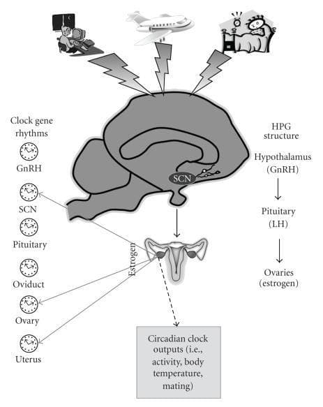 This pathophysiology diagram illustrates the integration of the hypothalamus-pituitary-gonadal (HPG) axis with circadian rhythm regulation in the female reproductive system. A sagittal section of the brain highlights the suprachiasmatic nucleus (SCN) and its relationship with GnRH neurons in the hypothalamus. The diagram outlines the hormonal cascade: Hypothalamus (GnRH) stimulates the Pituitary (LH), which acts on the Ovaries to produce Estrogen. External circadian disruptors—shift work, jet lag, and sleep deprivation—are shown influencing the SCN via lightning bolt symbols. Educational icons represent 'Clock gene rhythms' present in the GnRH neurons, SCN, Pituitary, Oviduct, Ovary, and Uterus, emphasizing peripheral molecular clocks. Solid arrows denote estrogen's feedback effects on reproductive tissues and the brain, while a dashed arrow indicates influence over circadian outputs like body temperature and activity levels. This visual serves as a summary of how environmental factors and internal clocks synchronize reproductive endocrinology.