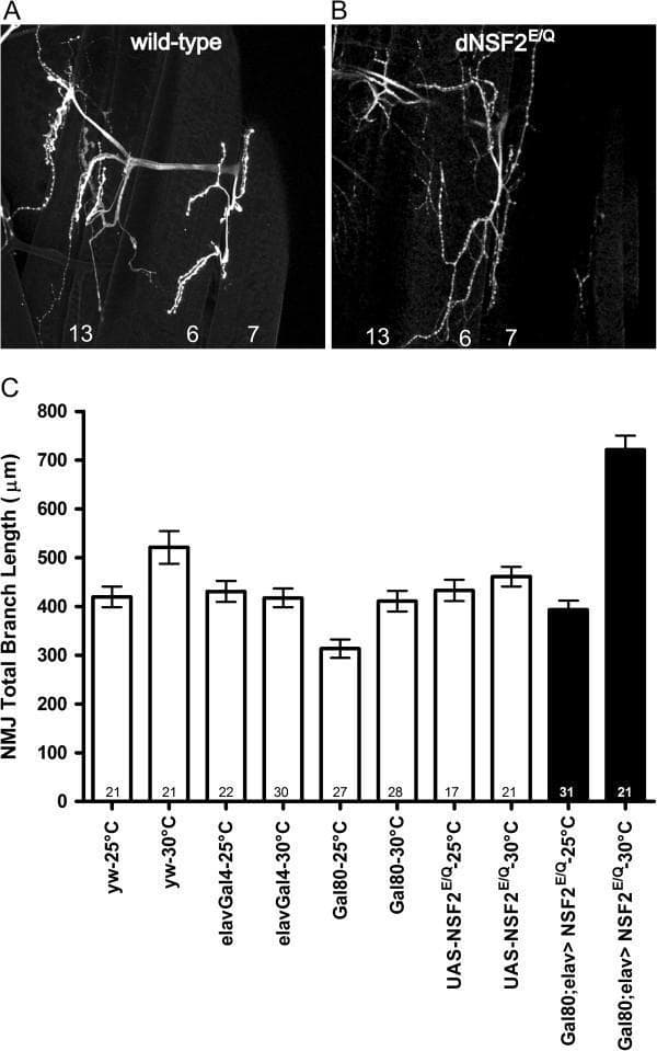 This figure presents a study of the Drosophila larval neuromuscular junction (NMJ) as a model for neurobiological development and synaptic morphology. Panels A and B are immunofluorescent images of NMJs at muscles 6, 7, and 13. Panel A shows a wild-type phenotype with typical branching architecture. Panel B shows the elavGal4 > UAS-dNSF2E/Q genotype, illustrating a significant overgrowth phenotype characterized by increased branch density and total length. Panel C is a bar graph quantifying 'NMJ Total Branch Length (μm)' across multiple genotypes (including yw, elavGal4, Gal80, and UAS-NSF2E/Q) at two different temperatures: 25°C and 30°C. The data demonstrates that while Gal80 effectively suppresses the dNSF2E/Q mutant phenotype at 25°C (maintaining branch lengths near the 400 μm control baseline), the inactivation of Gal80 at 30°C results in a massive increase in NMJ length, reaching approximately 725 μm. This visual set is used to evaluate the temporal and genetic regulation of synaptic overgrowth and physiological development in a laboratory model.