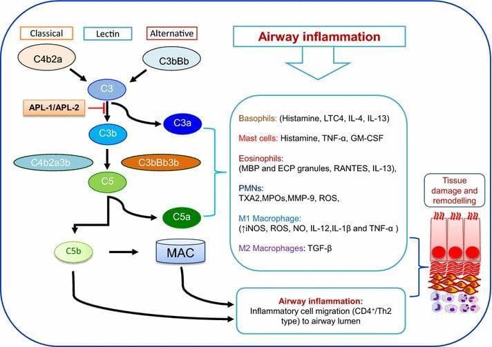 This pathophysiology diagram illustrates the complement cascade's role in asthma-related airway inflammation and tissue remodeling. The flowchart depicts three initiation pathways—Classical (via C4b2a), Lectin, and Alternative (via C3bBb)—converging at C3. A therapeutic intervention point is highlighted where APL-1/APL-2 (Compstatin derivatives) inhibit C3 activation. Downstream, C3 is cleaved into C3a and C3b, leading to C5 convertase formation (C4b2a3b or C3bBb3b) and subsequent cleavage of C5 into C5a and C5b. The anaphylatoxins C3a and C5a are shown activating a variety of inflammatory cells, including Basophils, Mast cells, Eosinophils, PMNs (neutrophils), and M1/M2 Macrophages. Each cell type is listed with its released mediators, such as histamine, cytokines (IL-4, IL-13, TNF-α), and reactive oxygen species (ROS). The terminal pathway shows C5b contributing to the Membrane Attack Complex (MAC). Collectively, these mediators drive inflammatory cell migration (CD4+/Th2 type) to the airway lumen, resulting in the depicted tissue damage and structural remodeling of the bronchial epithelium.