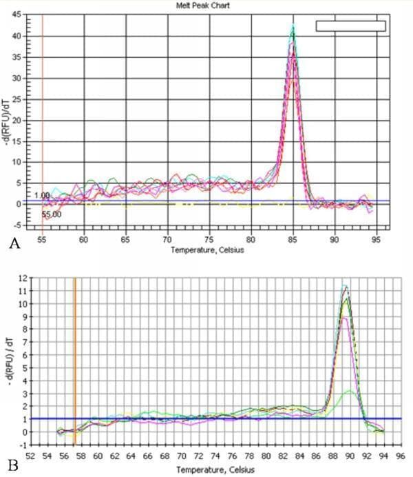 This diagnostic graphic consists of two melt peak charts (A and B) generated via quantitative real-time PCR (qRT-PCR) for molecular analysis. Both charts plot Temperature in Celsius on the x-axis against the negative derivative of fluorescence over temperature (-d(RFU)/dT) on the y-axis to identify DNA melting points.
Panel A illustrates the melt curve for the DEV UL55 gene, showing a baseline of multiple overlapping data lines that remain flat until approximately 82°C, followed by a sharp, uniform peak at 85.0°C. This single, narrow peak indicates high primer specificity and the presence of a single amplification product.
Panel B shows the melt curve for β-actin, used as an internal control. The data remains stable until roughly 86°C, where it transitions into a distinct single peak at 89.5°C. The absence of secondary peaks or 'shoulders' in both panels confirms the absence of primer-dimers or non-specific genomic DNA amplification, validating the accuracy of the quantitative gene expression analysis.