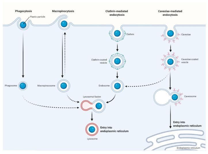 This pathophysiology diagram illustrates the primary routes of cellular uptake for plastic particles, highlighting four distinct endocytic pathways: phagocytosis, macropinocytosis, clathrin-mediated endocytosis, and caveolae-mediated endocytosis. The illustration details the progression from membrane interaction to intracellular trafficking. Phagocytosis is shown as the outward extension of the membrane to engulf particles into a phagosome. Macropinocytosis involves larger membrane ruffles forming a macropinosome. Clathrin-mediated endocytosis depicts the formation of a clathrin-coated pit that pinches off into a vesicle, loses its coat, and matures into an endosome. Caveolae-mediated endocytosis shows smaller invaginations involving caveolae proteins leading to caveosomes. The diagram further maps the intracellular fate of these vesicles, including lysosomal fusion for degradation or trafficking to the endoplasmic reticulum. Key labels include clathrin-coated vesicle, endosome, caveosome, lysosome, and endoplasmic reticulum, demonstrating the complex signaling and transport pathways involved in nanoplastic and microplastic cellular internalization.