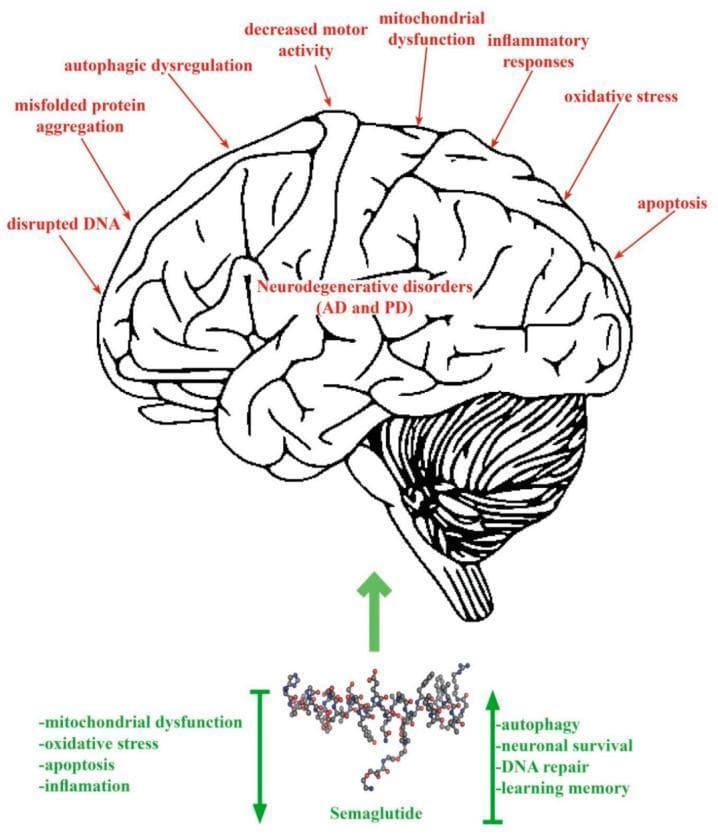 This pathophysiology diagram illustrates the therapeutic mechanisms of Semaglutide (SEM) in the context of neurodegenerative disorders, specifically Alzheimer's Disease (AD) and Parkinson's Disease (PD). The central focus is a lateral view of the human brain highlighting pathological markers associated with neurodegeneration, including disrupted DNA, misfolded protein aggregation, autophagic dysregulation, decreased motor activity, mitochondrial dysfunction, inflammatory responses, oxidative stress, and apoptosis. Below the brain, a molecular model of Semaglutide is shown with directional arrows indicating its pharmacological effects. Downward arrows (reduction) are associated with pathological factors: mitochondrial dysfunction, oxidative stress, apoptosis, and inflammation. Upward arrows (enhancement) are associated with neuroprotective and restorative factors: autophagy, neuronal survival, DNA repair, and learning memory. This educational visual summarizes how GLP-1 receptor agonists may modulate cellular pathways to improve neuronal health and cognitive/motor function in chronic neurodegenerative conditions.