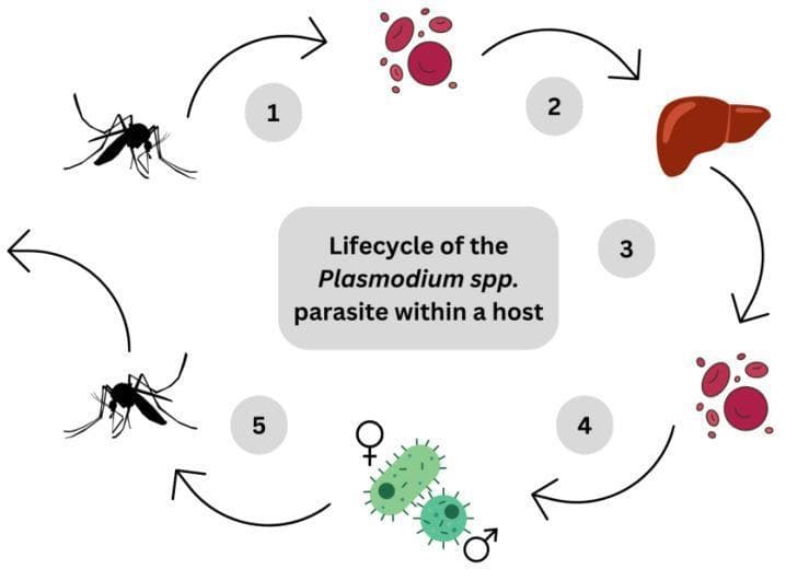 A pathophysiology diagram illustrating the human lifecycle of the Plasmodium spp. parasite, the causative agent of malaria. The diagram follows a numbered, clockwise circular flow consisting of five stages. Stage 1 depicts a mosquito vector, representing the inoculation of sporozoites into the host bloodstream. Stage 2 shows the transition of sporozoites through the bloodstream toward the liver, represented by a reddish-brown anatomical illustration of the organ. Stage 3 illustrates the intrahepatic phase where sporozoites mature into schizonts and merozoites within hepatocytes. Stage 4 depicts the erythrocytic cycle, where merozoites infect and lyse red blood cells, eventually developing into male and female gametocytes (marked with biological sex symbols). Stage 5 shows the uptake of these gametocytes by a second mosquito during a blood meal. The visual serves as an educational summary of the parasite's progression from the initial bite to the liver stage and subsequent blood-stage infection, highlighting key anatomical sites including the circulatory system, liver, and erythrocytes.
