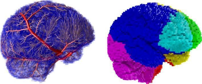 Anatomical diagram and comparison chart displaying an in silico model of human cerebral vasculature and its corresponding perfusion territories. The left panel shows a complex 3D arterial tree with hierarchical branching, where proximal major arteries are highlighted in red, extending into a dense network of distal vessels covering a semi-transparent blue brain volume. The right panel illustrates the same brain volume divided into color-coded perfusion territories mapped via a voxelated grid. The Anterior Cerebral Artery (ACA) territories are represented in green and turquoise (anterior/superior); the Middle Cerebral Artery (MCA) territories are shown in dark blue and yellow (lateral surface); and the Posterior Cerebral Artery (PCA) territory and cerebellum are depicted in purple and red (posterior/inferior). This visual provides an educational framework for understanding cerebrovascular anatomy, blood supply distribution, and the physiological basis for embolic stroke localization across major arterial zones.