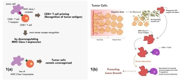 Two-panel pathophysiology diagram illustrating mechanisms of tumor immune escape and tolerance.
Panel (a) depicts immune evasion via Major Histocompatibility Complex (MHC) Class I downregulation. Initially, a tumor cell presents antigen via MHC Class I to a CD8+ T cell receptor, leading to T cell priming and recognition. Below, the diagram shows the subsequent loss of MHC Class I expression on the tumor cell surface, resulting in the tumor remaining unrecognized by cytotoxic T cells.
Panel (b) illustrates immune tolerance secondary to chronic inflammation in the tumor microenvironment. It shows a progression from an oxic area to a hypoxic zone, leading to cell necrosis and the disintegration of tumor cells. Phagocytic cells (antigen-presenting cells) engulf the resulting cell debris and present tumor antigens via MHC Class II to CD4+ T cells. This chronic inflammatory pathway drives the recruitment of myeloid immunosuppressive cells and regulatory T cells (Tregs), establishing local immune tolerance and promoting further tumor growth.
The diagram is intended for oncology and immunology education, detailing how cancer cells circumvent host surveillance through surface molecule manipulation and the exploitation of the inflammatory necrotic response.