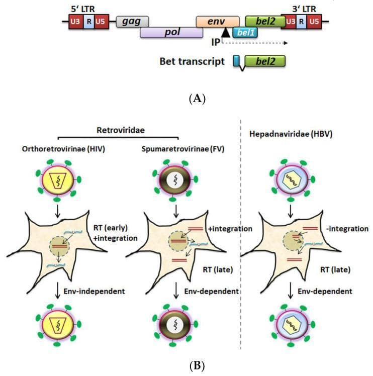 Educational diagram illustrating the genome organization of Foamy Virus (FV) and comparing replication strategies among reverse-transcribing viruses.
Panel (A) depicts the FV genome structure, showing the 5' and 3' long terminal repeats (LTRs) flanking the structural genes (gag, pol, env) and the accessory genes (bel1 and bel2). A unique internal promoter (IP) is located within the env gene, driving the transcription of the Bet protein, a spliced product composed of bel1 and bel2 sequences.
Panel (B) presents a comparative pathophysiology flowchart for three virus groups: Orthoretrovirinae (HIV), Spumaretrovirinae (FV), and Hepadnaviridae (HBV). The comparison highlights three key divergent mechanical features:
1. Reverse Transcription (RT) Timing: HIV performs early RT, whereas FV and HBV perform late RT.
2. Genomic Integration: Retroviridae (HIV and FV) undergo chromosomal integration, while HBV does not.
3. Budding Mechanism: HIV budding is envelope (Env)-independent, whereas FV and HBV require specific Env-glycoprotein interactions for viral release. The diagram uses standard notation where blue lines represent RNA and brown lines represent DNA molecules.
