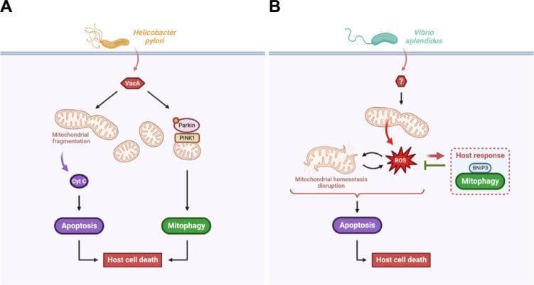 This pathophysiology diagram illustrates the signaling pathways through which extracellular pathogens, Helicobacter pylori and Vibrio splendidus, manipulate host mitochondrial homeostasis to induce cell death. Panel A details the H. pylori mechanism: the virulence effector VacA is introduced into the host cell, where it bifurcates into two pathways. One pathway causes mitochondrial fragmentation and cytochrome c (Cyt C) release, triggering apoptosis. The other activates the PINK1/Parkin-mediated mitophagy pathway. Both lead to host cell death. Panel B illustrates the V. splendidus pathway: infection triggers mitochondrial homeostasis disruption and the accumulation of mitochondrial reactive oxygen species (mtROS). This oxidative stress leads to host cell apoptosis. In response, a defensive host mechanism is shown where BNIP3-mediated mitophagy is initiated to eliminate damaged mitochondria and limit mtROS-induced cell death. The diagram highlights key educational concepts in medical microbiology and cellular pathology, specifically the intersection of mitochondrial stress, mitophagy, and programmed cell death during bacterial infection.