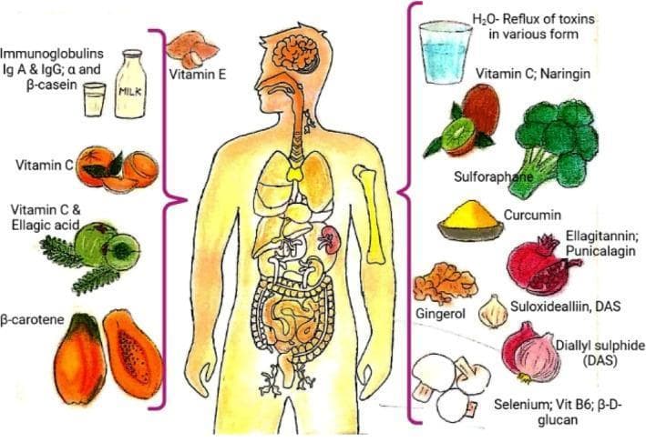 An educational infographic titled 'Bioactive compounds in various food items for boosting human immunity.' The central figure is a simplified anatomical diagram of the human body, highlighting major organ systems including the brain, respiratory tract (lungs), cardiovascular system (heart), and gastrointestinal tract (stomach, intestines). Flanking the figure are illustrations of various foods categorized by their bioactive nutritional components. On the left, items include milk (Immunoglobulins IgA & IgG, alpha/beta-casein), citrus/oranges (Vitamin C), gooseberries (Vitamin C & Ellagic acid), and papayas (beta-carotene). On the right, items include water (H2O), kiwis (Vitamin C, Naringin), broccoli (Sulforaphane), turmeric (Curcumin), pomegranates (Ellagitannin, Punicalagin), ginger (Gingerol), garlic and onions (Suloxidealliin, Diallyl sulphide), and mushrooms (Selenium, Vitamin B6, beta-D-glucan). The diagram illustrates the relationship between diet, nutrition, and systemic health, focusing on micronutrients and phytochemicals that support the immune system. This material is suitable for health science students and educators discussing clinical nutrition and preventive medicine.